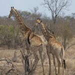 Arts & Vie - Kruger - Afrique du sud