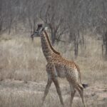 Arts & Vie - Kruger - Afrique du sud