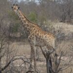 Arts & Vie - Kruger - Afrique du sud
