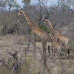 Arts & Vie - Kruger - Afrique du sud