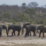 Arts & Vie - Kruger - Afrique du sud