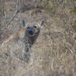 Arts & Vie - Kruger - Afrique du sud