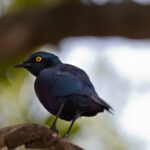 Arts & Vie - Kruger - Afrique du sud