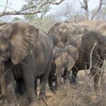 Arts & Vie - Kruger - Afrique du sud