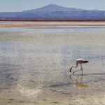Arts & Vie - Salar d'Atacama - Chili