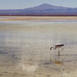Arts & Vie - Salar d'Atacama - Chili