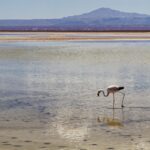 Arts & Vie - Salar d'Atacama - Chili