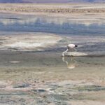 Arts & Vie - Salar d'Atacama - Chili