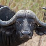 Arts & Vie - Kruger - Afrique du sud