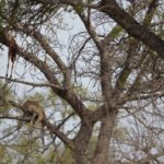 Arts & Vie - Kruger - Afrique du sud