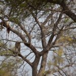 Arts & Vie - Kruger - Afrique du sud
