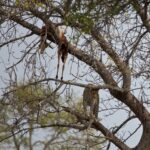 Arts & Vie - Kruger - Afrique du sud
