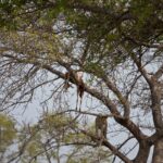 Arts & Vie - Kruger - Afrique du sud