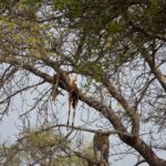 Arts & Vie - Kruger - Afrique du sud