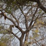 Arts & Vie - Kruger - Afrique du sud
