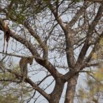 Arts & Vie - Kruger - Afrique du sud