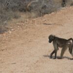 Arts & Vie - Kruger - Afrique du sud