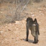 Arts & Vie - Kruger - Afrique du sud