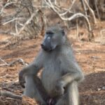 Arts & Vie - Kruger - Afrique du sud