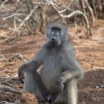 Arts & Vie - Kruger - Afrique du sud
