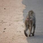 Arts & Vie - Kruger - Afrique du sud