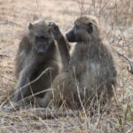 Arts & Vie - Kruger - Afrique du sud