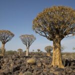 Arts & Vie - Namaland et Kalahari - Namibie