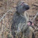 Arts & Vie - Kruger - Afrique du sud