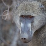 Arts & Vie - Kruger - Afrique du sud