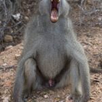 Arts & Vie - Kruger - Afrique du sud