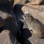 Arts & Vie - Namaland et Kalahari - Namibie