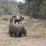 Arts & Vie - Kruger - Afrique du sud