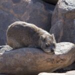 Arts & Vie - Namaland et Kalahari - Namibie