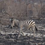 Arts & Vie - Kruger - Afrique du sud