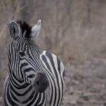 Arts & Vie - Kruger - Afrique du sud