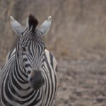 Arts & Vie - Kruger - Afrique du sud