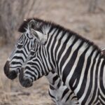 Arts & Vie - Kruger - Afrique du sud