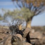 Arts & Vie - Namaland et Kalahari - Namibie