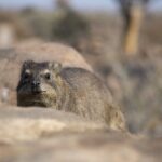 Arts & Vie - Namaland et Kalahari - Namibie