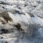 Arts & Vie -Etna - Sicile