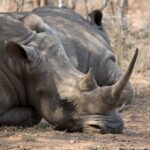 Arts & Vie - Eswatini - Afrique du sud