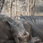 Arts & Vie - Eswatini - Afrique du sud