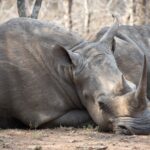 Arts & Vie - Eswatini - Afrique du sud