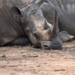 Arts & Vie - Eswatini - Afrique du sud