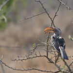 Arts & Vie - Eswatini - Afrique du sud
