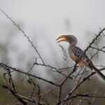Arts & Vie - Eswatini - Afrique du sud