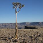Arts & Vie - Fish River - Namibie
