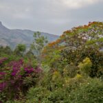 Arts & Vie - Zululand / Natal - Afrique du sud