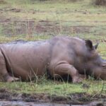 Arts & Vie - Zululand / Natal - Afrique du sud