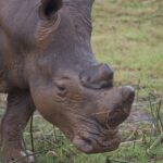 Arts & Vie - Zululand / Natal - Afrique du sud